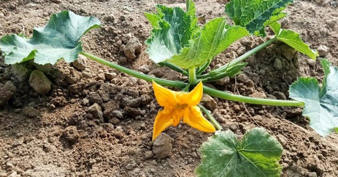 T'Air à Terre - fleur de courgette