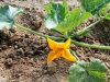 T'Air à Terre - fleur de courgette
