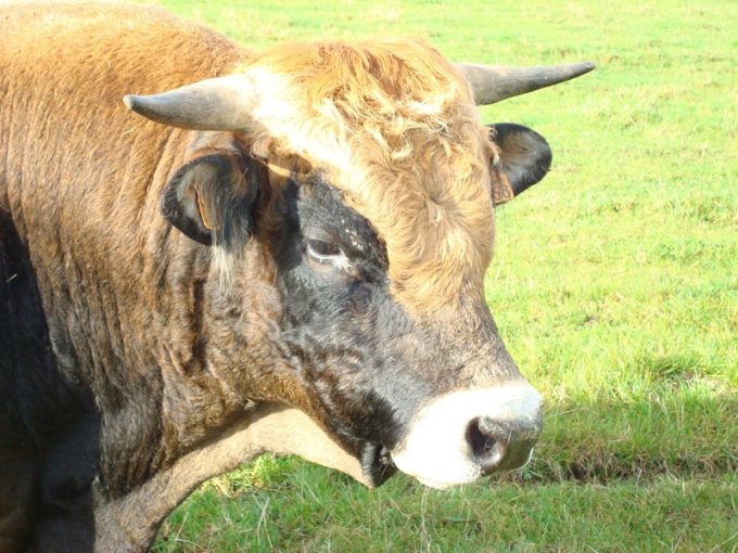Taureau Aubrac