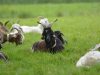 Le Bouc fier