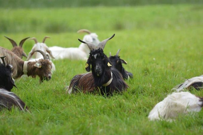 Le Bouc fier