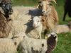 Ferme Terre de l&rsquo;Origine