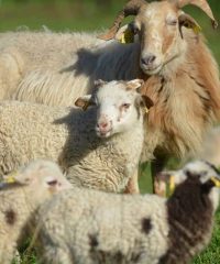 Ferme Terre de l&rsquo;Origine
