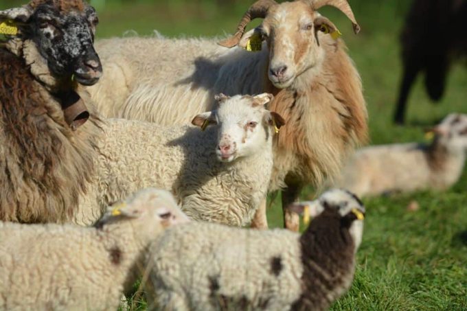 Ferme Terre de l&rsquo;Origine