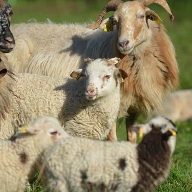 Ferme Terre de l&rsquo;Origine