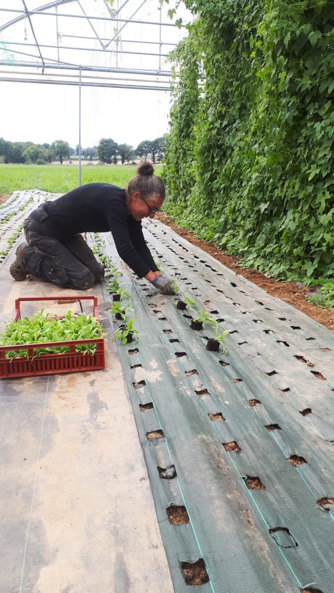 Terre de l'O - plantation