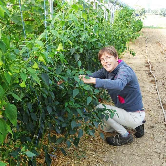 Terre de l'O - taille de plants