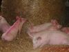 Cochon élevé en intérieur, sur paille