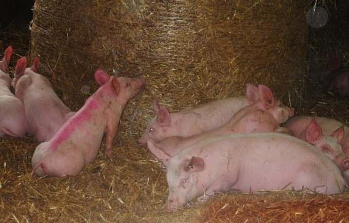 Cochon élevé en intérieur, sur paille