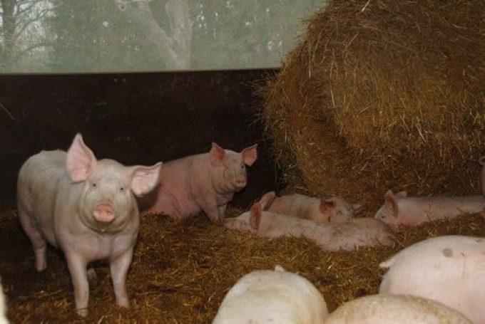 Alimentation produite directement sur la ferme.