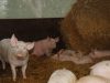 Alimentation produite directement sur la ferme.