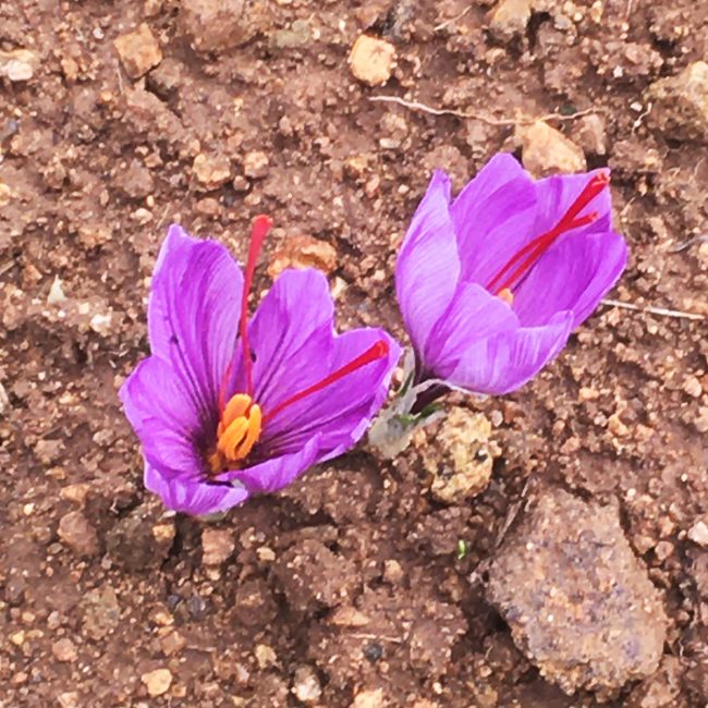 Terre Safranée