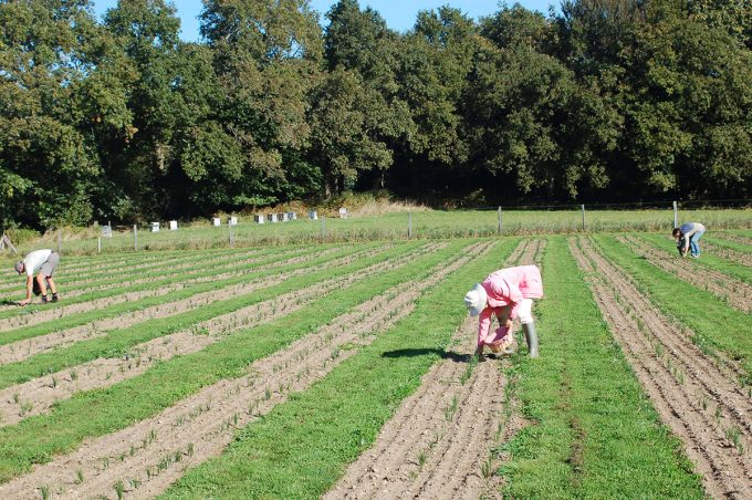 Terre Safranée - Travail au champ