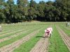 Terre Safranée - Travail au champ
