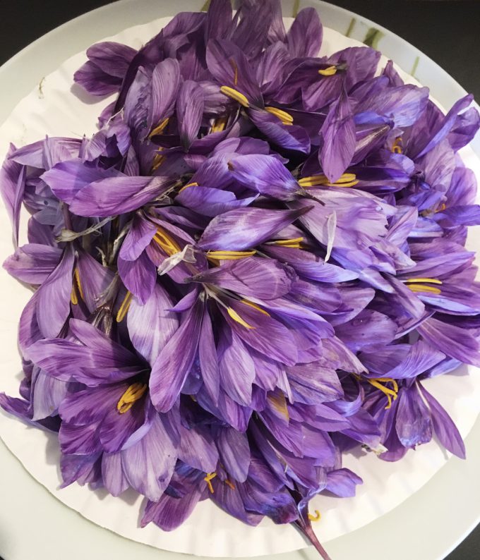 Terre Safranée - fleurs cueillies