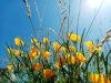 Terres de Tisanes - fleurs