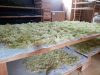 Terres de Tisanes - séchage de fleurs de sureau