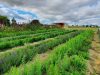 Les Tisanes d'Antan - cultures des plantes