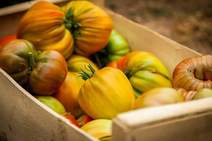 Tomates anciennes