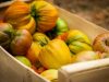 Tomates anciennes