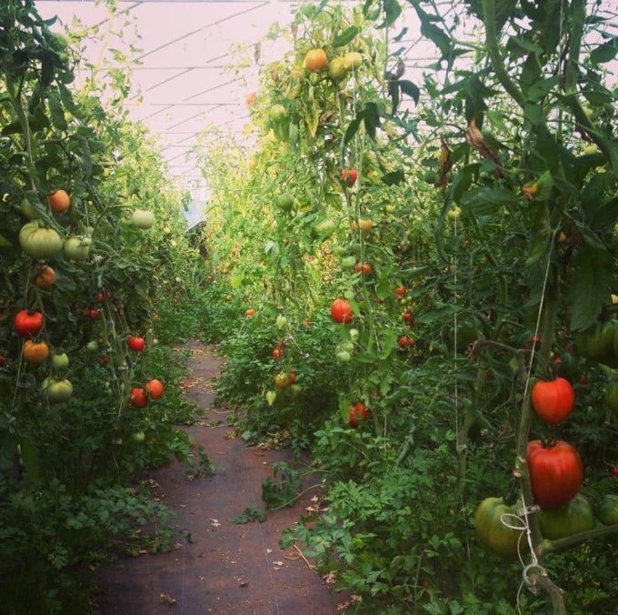 Jungle de tomates et persils...