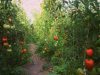 Jungle de tomates et persils...