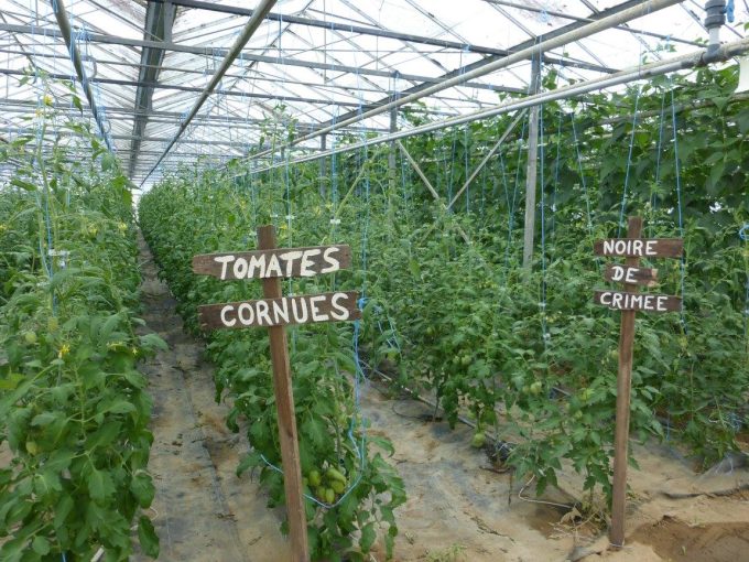 Différentes variétés anciennes de tomates, sous serres