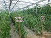 Différentes variétés anciennes de tomates, sous serres