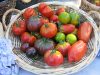 Des tomates de variétés anciennes