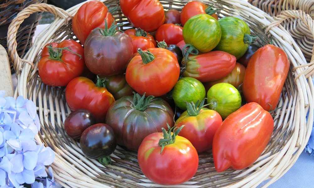 Tomates anciennes : origine, avantages, variétés à cultiver chez soi… le guide complet !