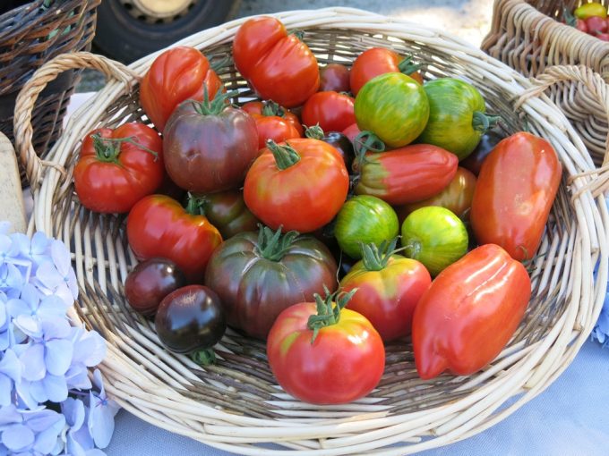 Des tomates de variétés anciennes