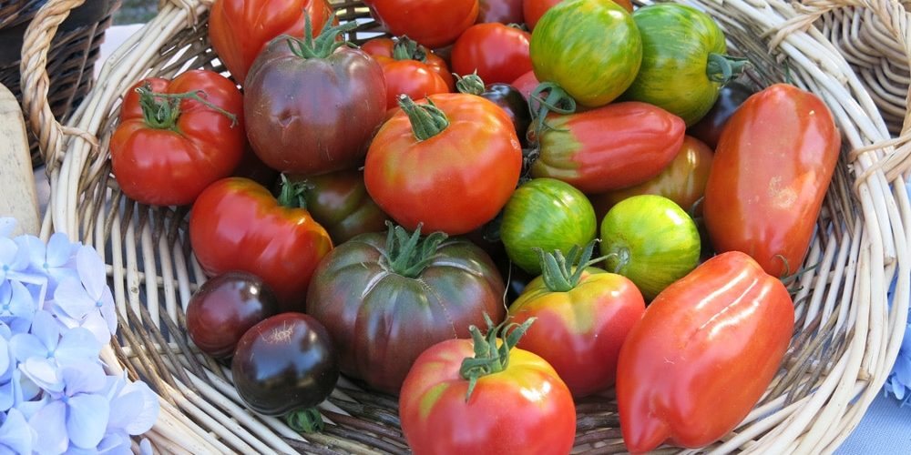 Tomates anciennes : origine, avantages, variétés à cultiver chez soi… le guide complet !
