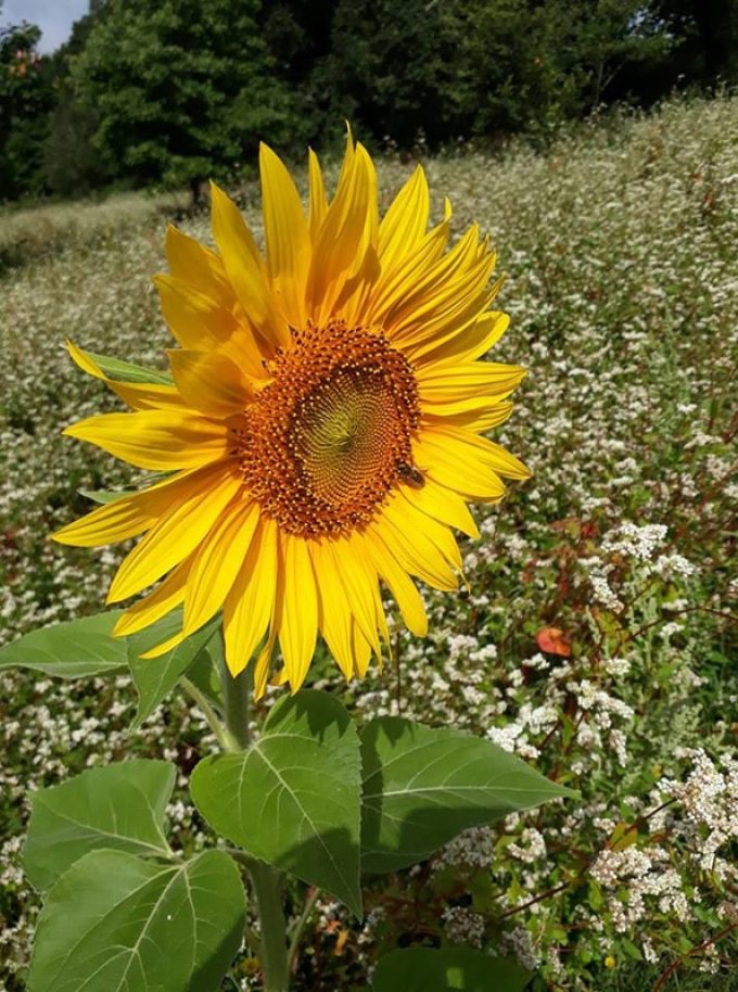 Tournesol sur fond de blé noir