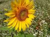 Tournesol sur fond de blé noir