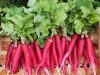 Légumes du Train Carottes
