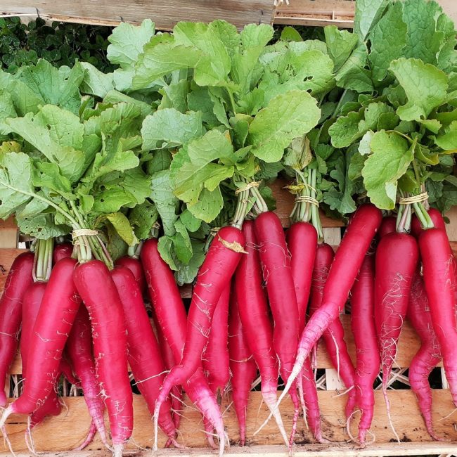 Légumes du Train Carottes