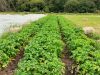 Légumes du Train Carottes - haricots verts