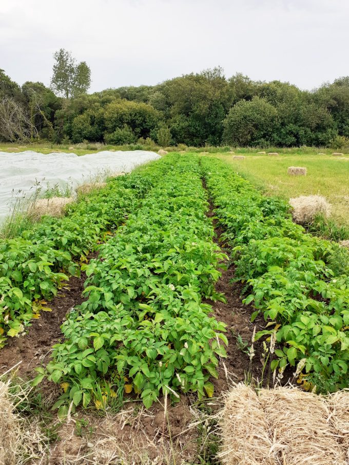 Légumes du Train Carottes - haricots verts