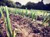 Légumes du Train Carottes - poireaux