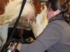 Traite des vaches