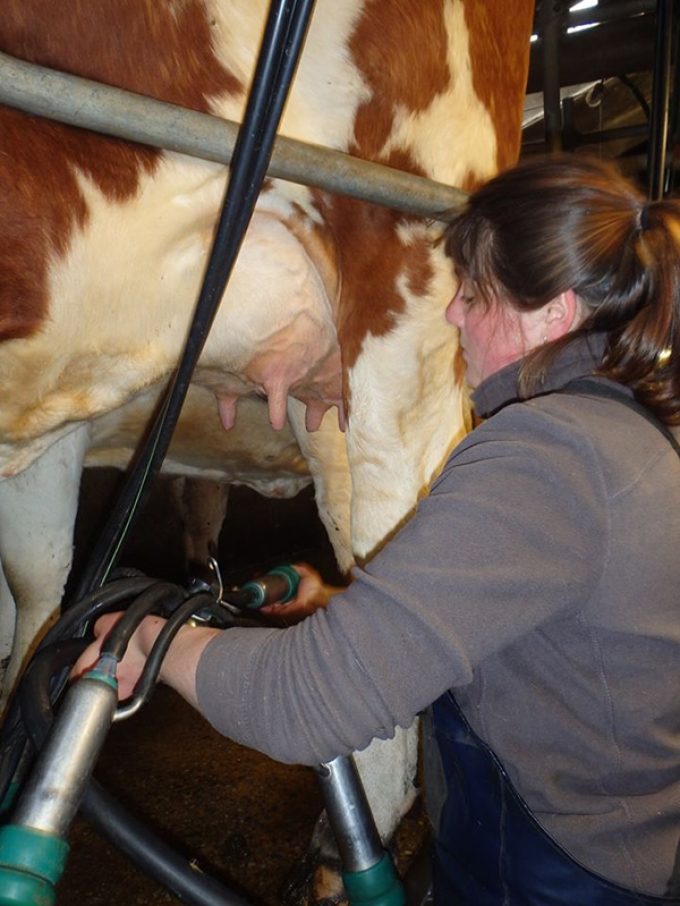 Traite des vaches
