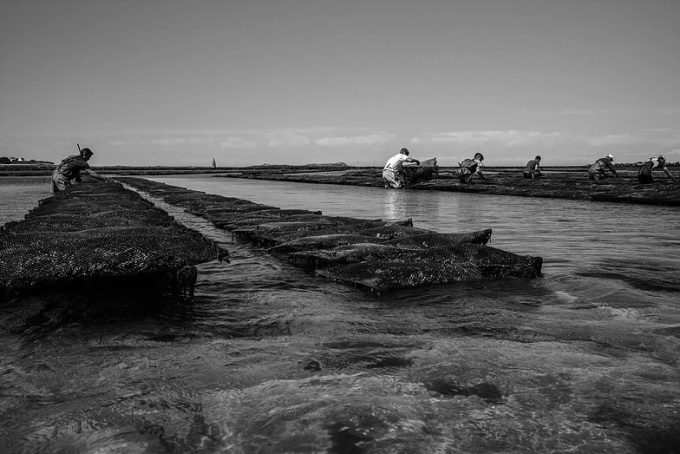 Marée basse sur les huîtres...