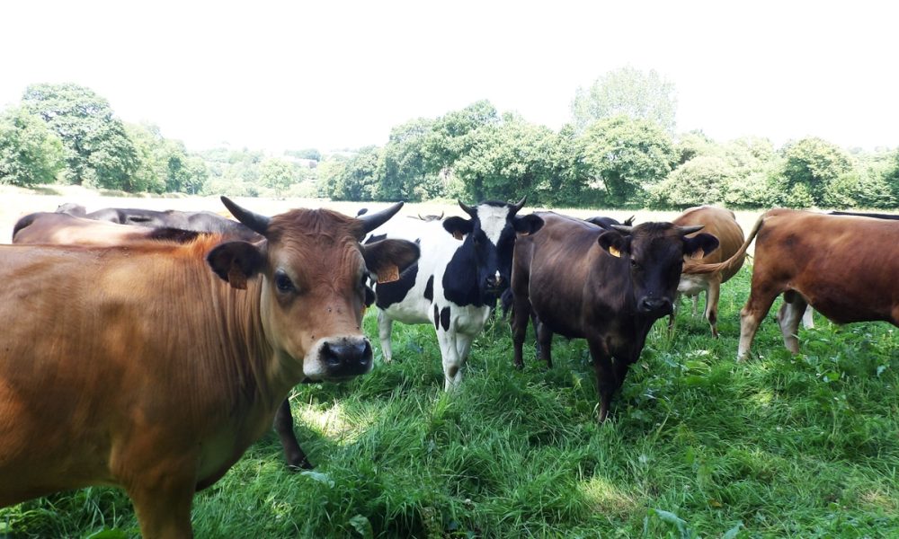 Comment bien choisir sa viande bovine ? On vous explique tout !