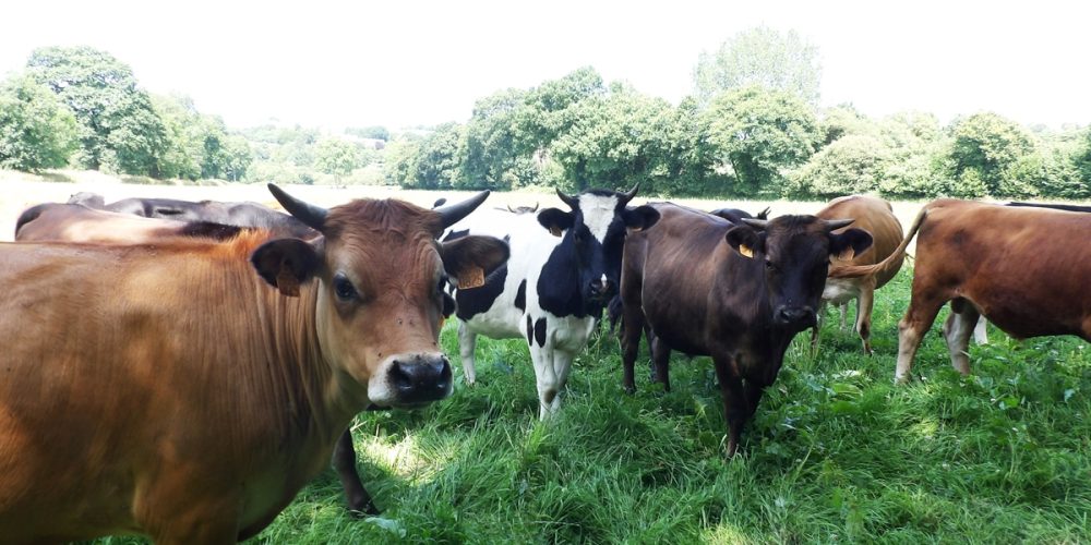 Comment bien choisir sa viande bovine ? On vous explique tout !