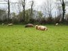 Alimentation produite à la ferme