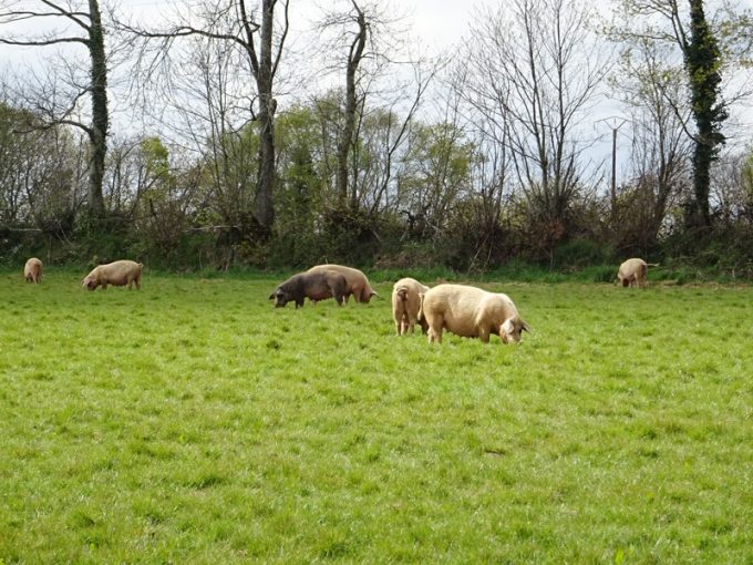 Alimentation produite à la ferme