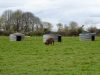 Abris pour les cochons