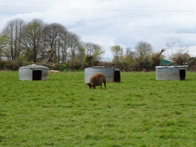 Abris pour les cochons