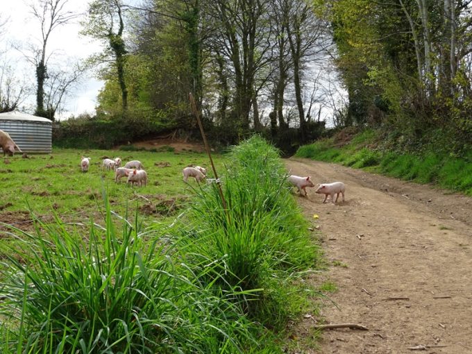  4 hectares pour 25 cochons