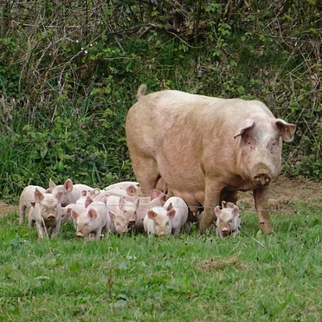 Ferme de Ty Allain
